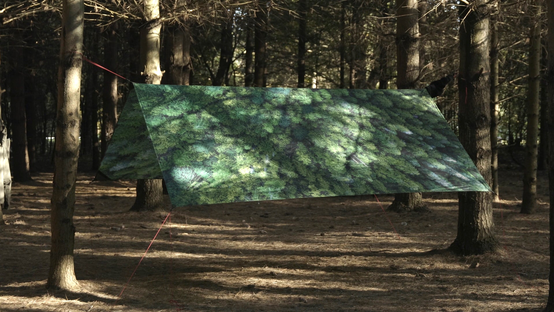 grand trunk funky forest tarp Trees – Bâche